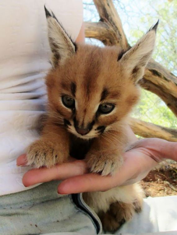 baby_caracal_kittens