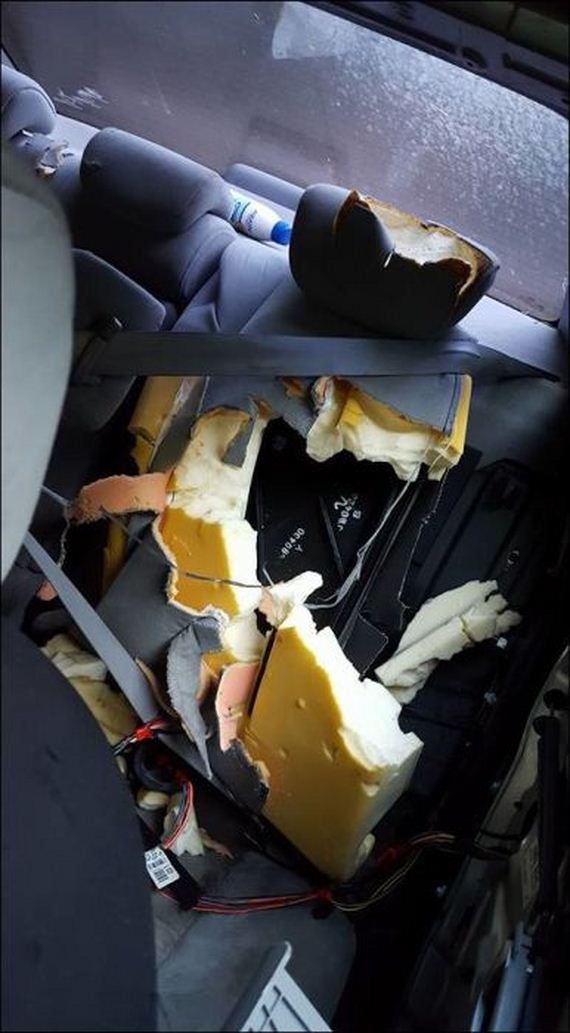bear_car