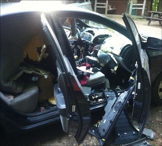 bear_car
