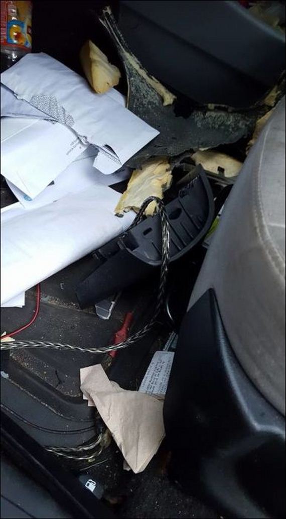 bear_car