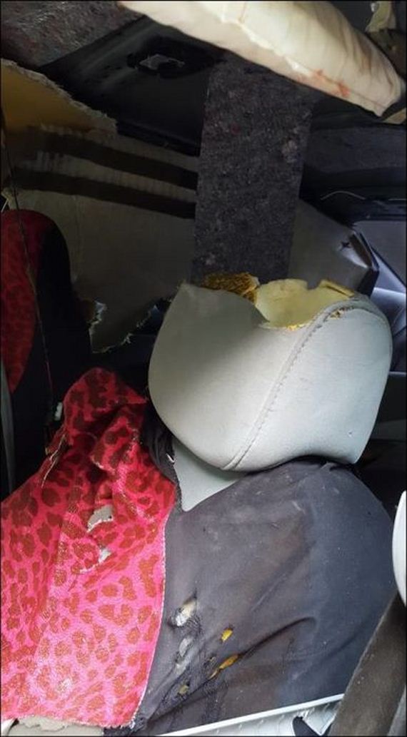 bear_car