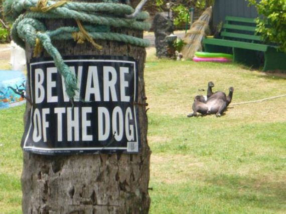 beware_of_dogs