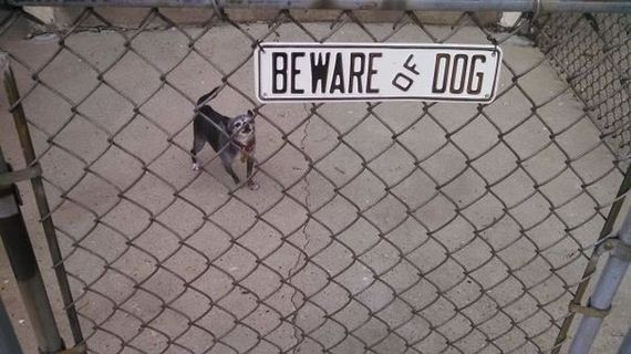 beware_of_the_dog_signs