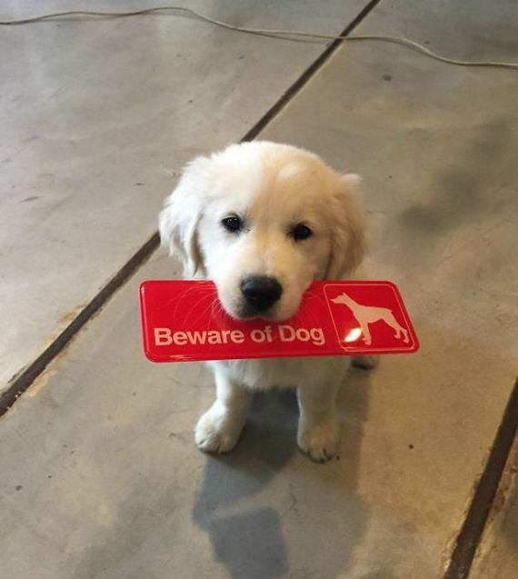 beware_of_the_dog_signs