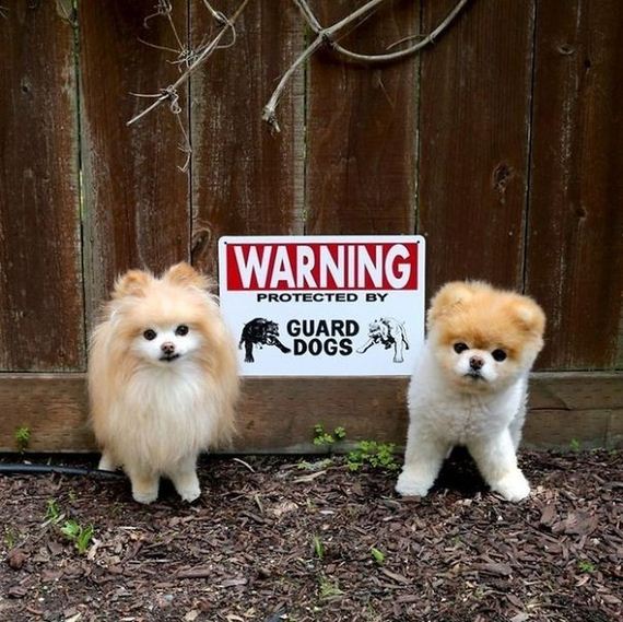 beware_of_the_dog_signs
