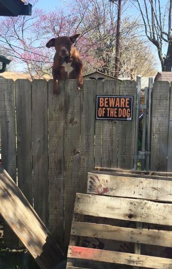 beware_of_the_dog_signs