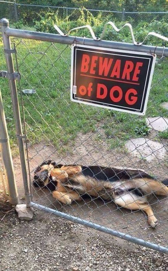 beware_of_the_dog_signs
