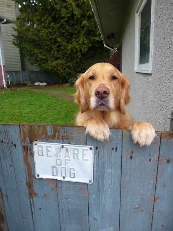beware_of_the_dog_signs