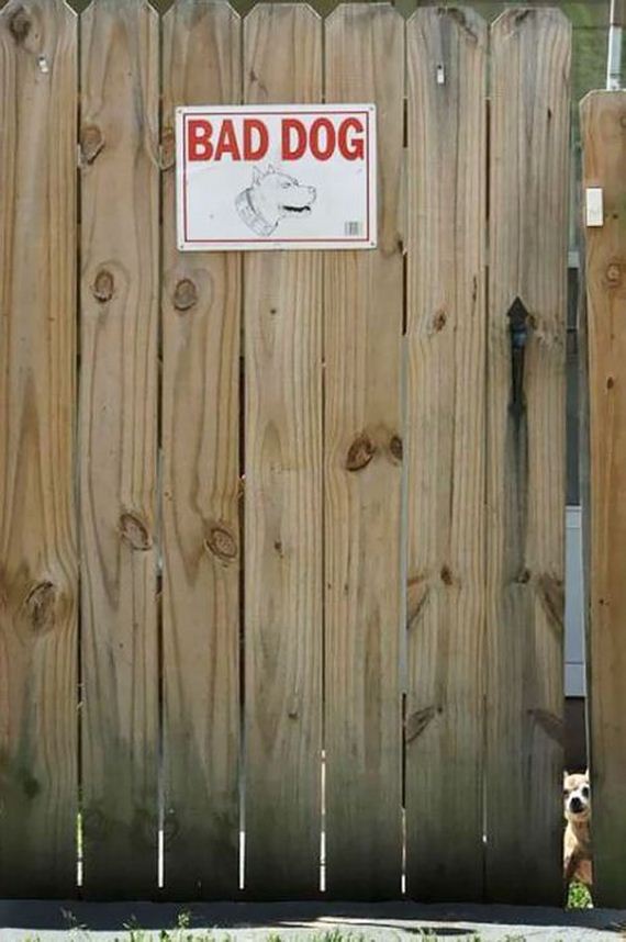 beware_of_the_dog_signs