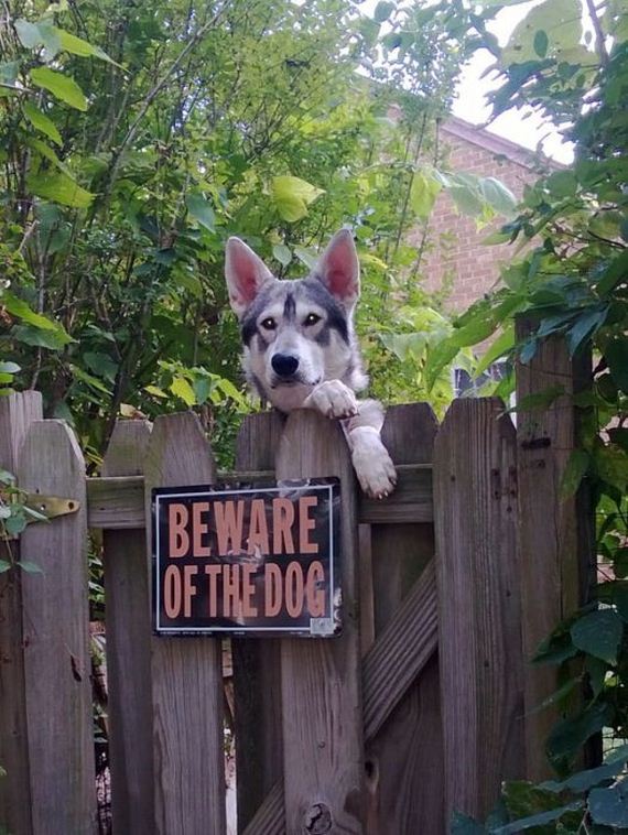 beware_of_the_dog_signs