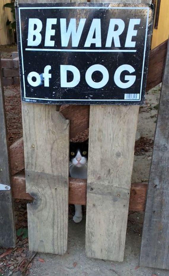 beware_of_the_dog_signs