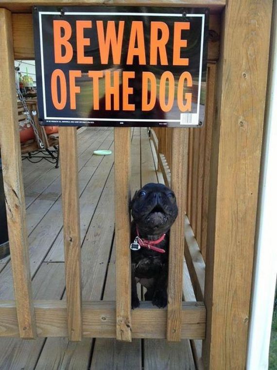 beware_of_the_dog_signs