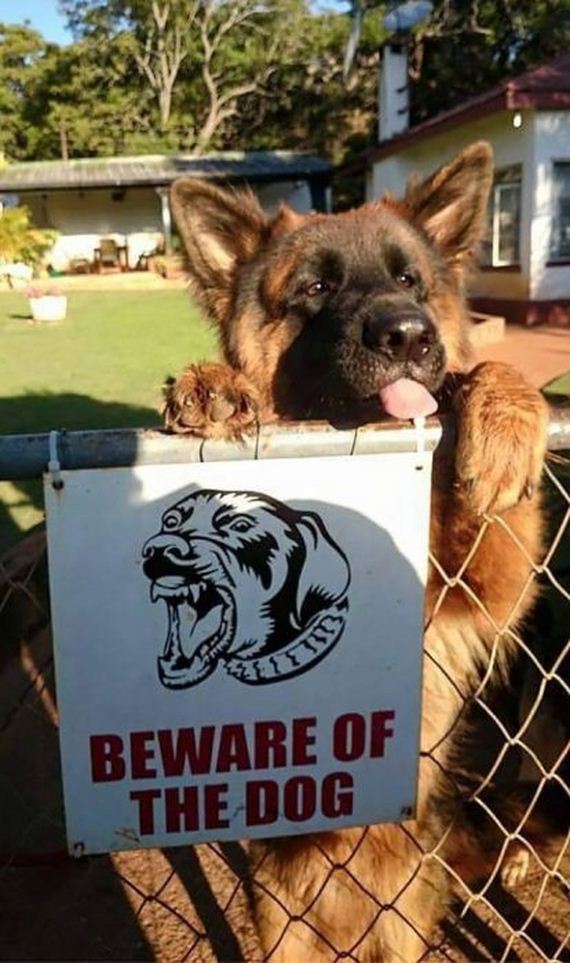 beware_of_the_dog_signs