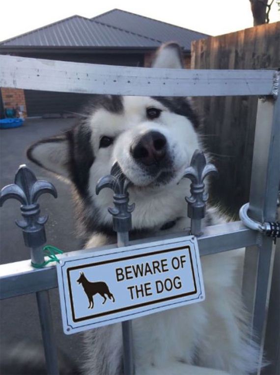 beware_of_the_dog_signs