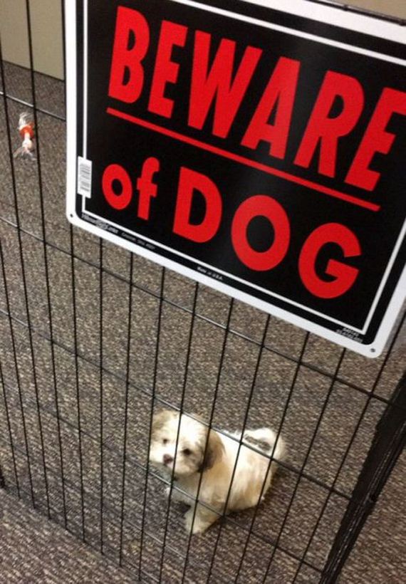 beware_of_the_dog_signs