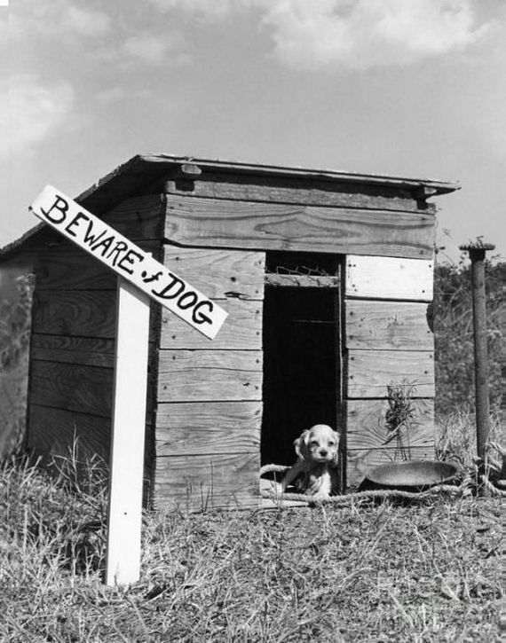 beware_of_the_dog_signs