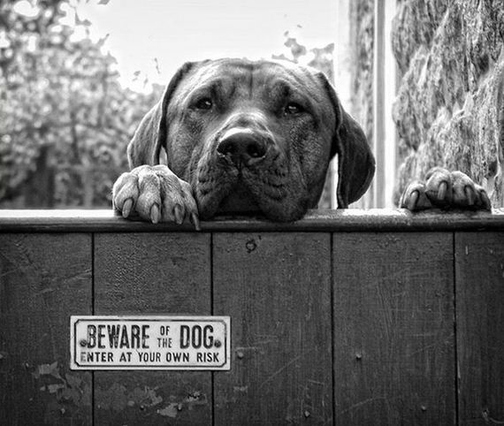 beware_of_the_dog_signs