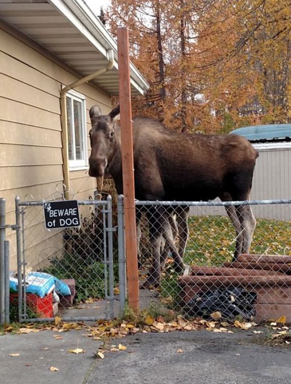 beware_of_the_dog_signs