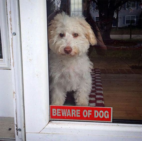 beware_of_the_dog_signs