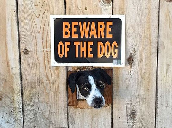 beware_of_the_dog_signs