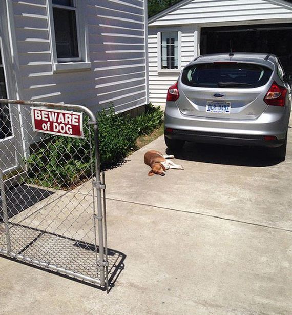 beware_of_the_dog_signs