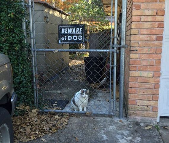 beware_of_the_dog_signs