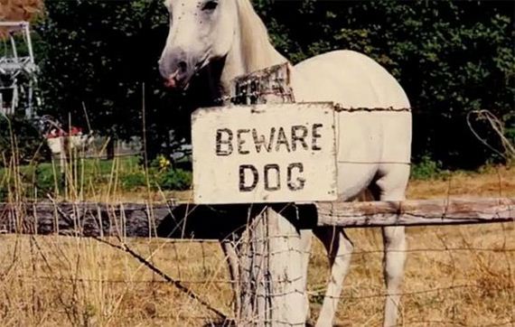 beware_of_the_dog_signs
