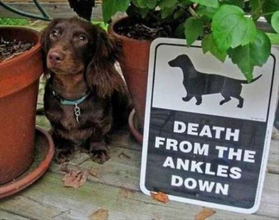 beware_of_the_dog_signs