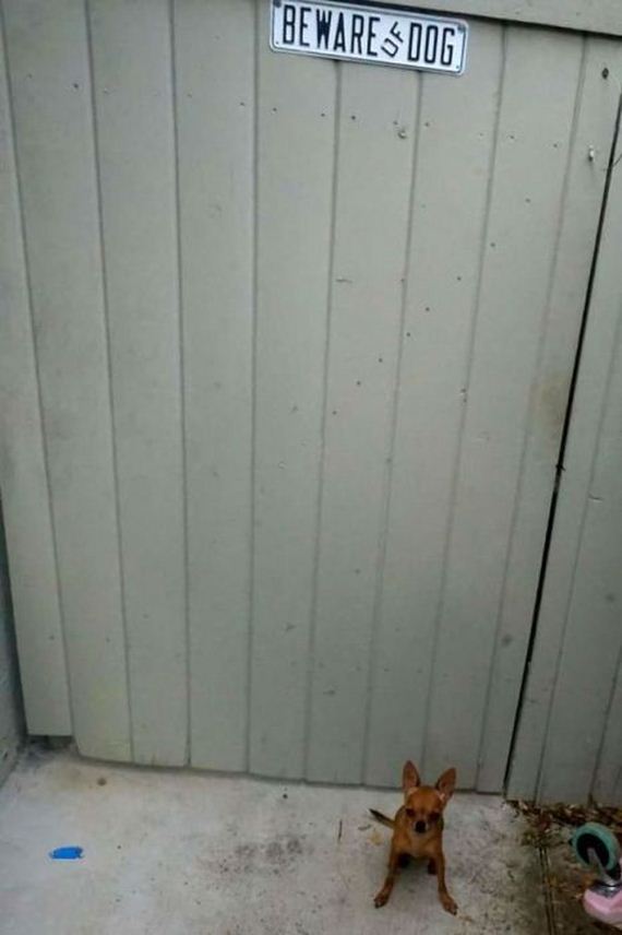 beware_of_the_dog_signs