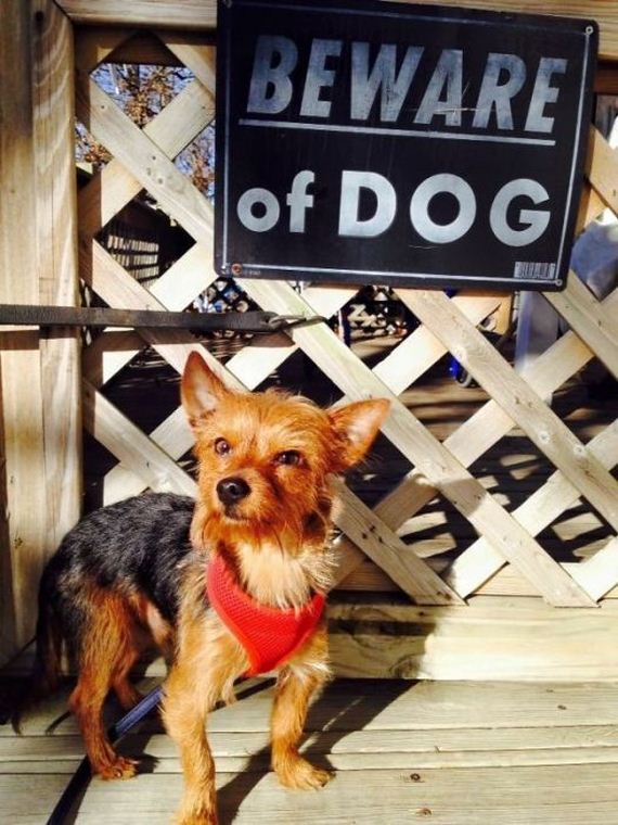 beware_of_the_dog_signs