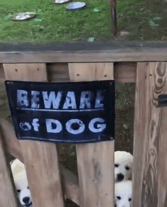 beware_of_the_dog_signs