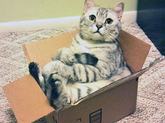 boxes-are-a-cats-only-weakness