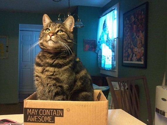 boxes-are-a-cats-only-weakness