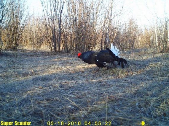 camera_traps