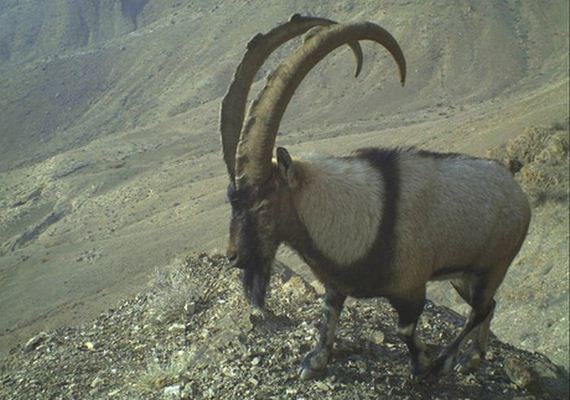 camera_traps