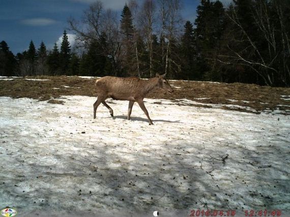 camera_traps