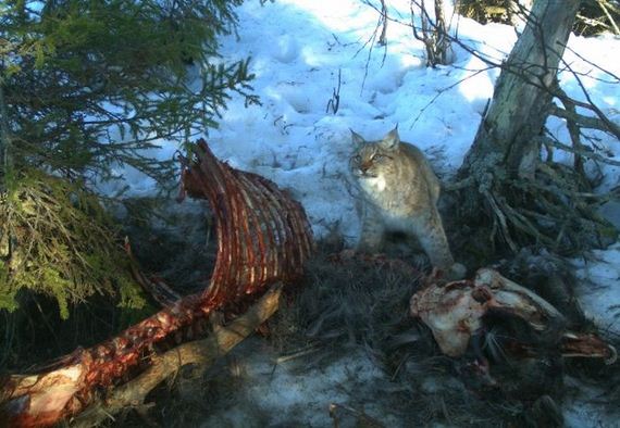 camera_traps