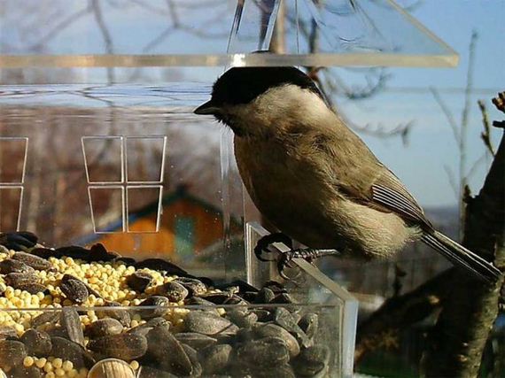 camera_traps