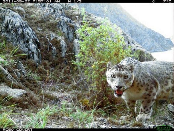 camera_traps