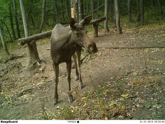 camera_traps