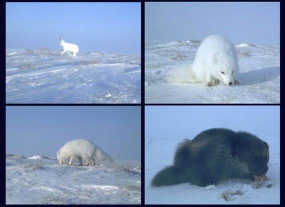 camera_traps
