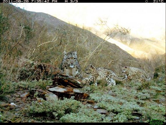 camera_traps