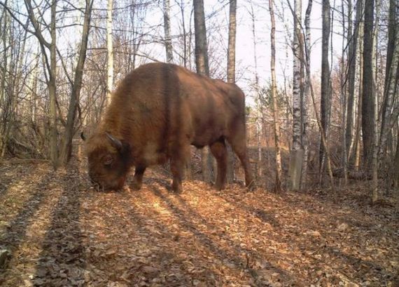 camera_traps