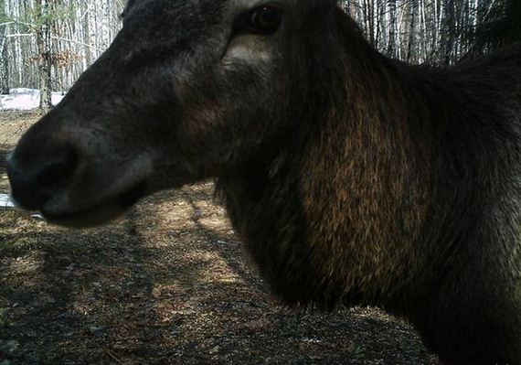 camera_traps