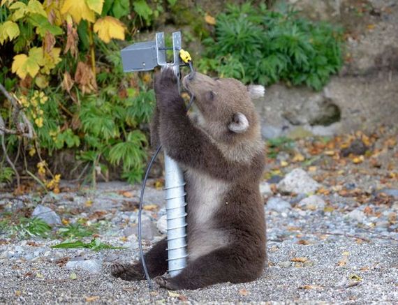 camera_traps