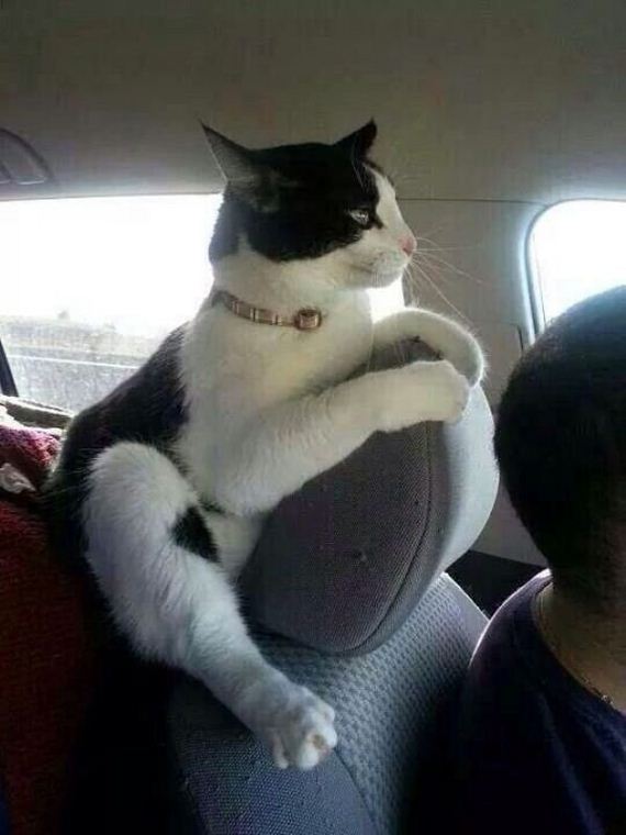 cat-road-trip-edition