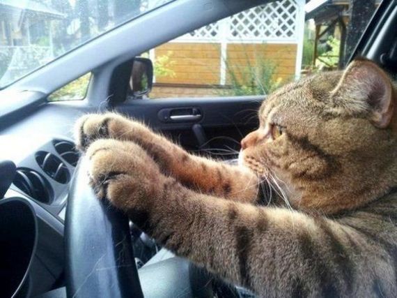 cat-road-trip-edition