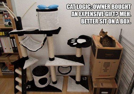 cats_and_boxes