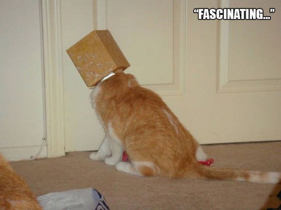 cats_and_boxes