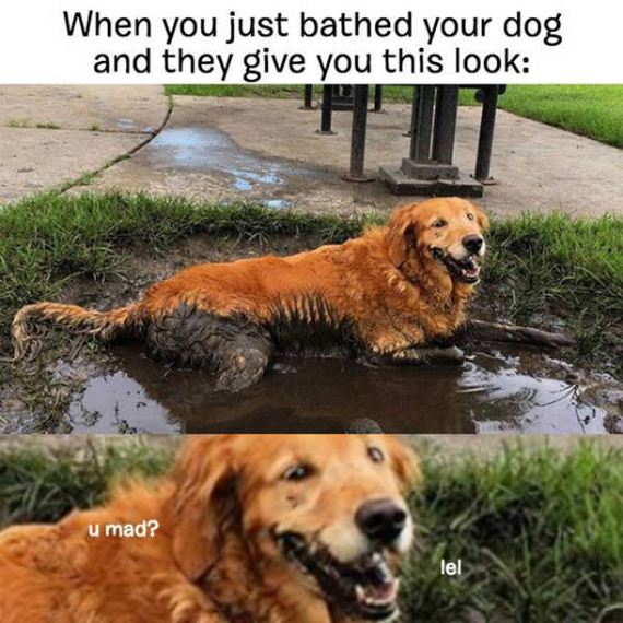 dog_can_relate